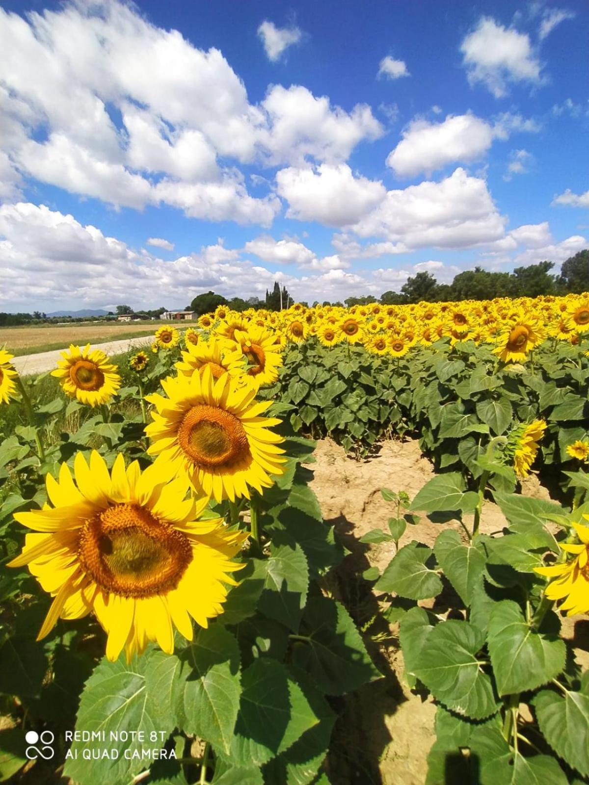 Agriturismo L'Alba Roccastrada Zewnętrze zdjęcie